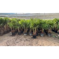 Kínai kenderpálma cs:36cm dupla törzses trachycarpus fortunei