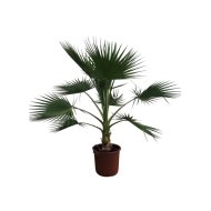 Washington pálma cs:35cm wahsingtonia