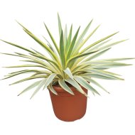 Pompás pálmaliliom cs:20cm yucca gloriosa bright star