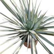 Pálmaliliom cs:20cm yucca pallida