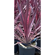Ausztrál liliom cs:24cm cordyline paso doble