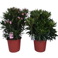 Leander cs:30cm Nerium oleander