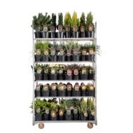 Örökzöld mix cs:18cm