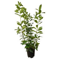Babérmeggy Novita C25 Prunus laurocerasus