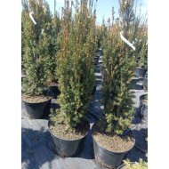 Tiszafa C20 Barabits Expressz Taxus baccata