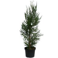 Leylandi cipurs C5 Cupressocyparis leylandii
