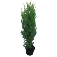 Leylandi cipurs C7,5 Cupressocyparis leylandii