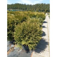 Gömb tuja C25 Thuja sp.