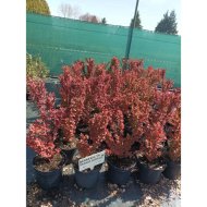 Borbolya C3 Orange Sunrise Berberis sp.