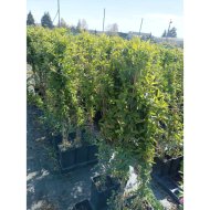 Kúszó lonc C3 Lonicera japonica