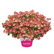 PETÚNIA AMORE CS:12CM
