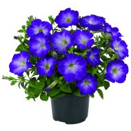 PETÚNIA CS:12CM (MIX MASTERS COLLECTION)