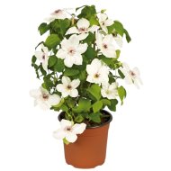 ISZALAG CSERÉP 17CM CLEMATIS