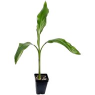 Mekong óriásbanán cs:12cm Musa
