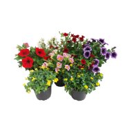 Balkonnövény mix cs:9cm