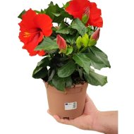 Hibiszkusz cs:17cm Hibiscus