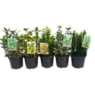 Japán kecskerágó mix cs:17cm Euonymus japonicus