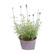 Levendula cs:17cm