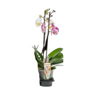 Lepkeorchidea cs:12 cm Phalaenopsis
