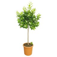 Mandarin cs:22cm Citrus mandarin