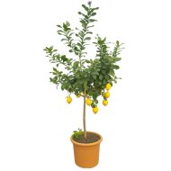 Citrus mix cs:42cm