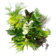 Zöldnövény mix cs:15 cm