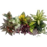 Szobanövény mix cs:12cm tarka fajták