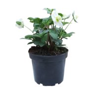 Hunyor cs:13cm Helleborus