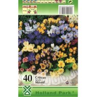 Virághagyma Krókusz 'Chrysanthus' 40db/cs színkeverék