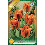 Virághagyma Tulipán 'Artist' 7db/cs zöldes-rózsaszín
