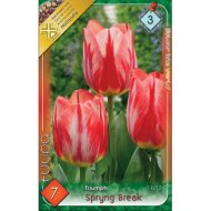Virághagyma Tulipán 'Spryng Break' 7db/cs piros cirmos