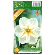 Virághagyma Nárcisz 'Lemon Beauty' 5db/cs fehér-sárga