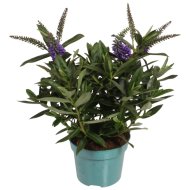 Veronikacserje mix cs:12cm Hebe