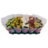 Krizantém 'Surprise' mix cs:12cm Chrysanthemum