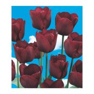 VIRÁGHAGYMA TULIPÁN RONALDO 10DARAB/CSOMAG BORDÓ