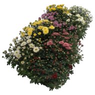 Krizantém multiflora cs:12cm Chrysanthemum