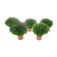 Krizantém mix cs:19cm Chrysanthenum