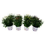 Krizantém mix cs:12cm Chrysanthenum