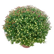 Krizantém trió mix cs:19cm