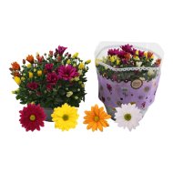 Krizantém 'Carnaval' mix cs:23cm Chrysanthenum