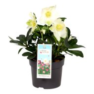 Hunyor Advent Star cs:13cm Helleborus