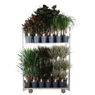 Zöldnövény mix cs:21cm