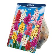 Virághagyma lépliliom színkeverék 20db/csomag