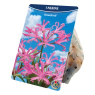 Virághagyma csillogó pirosliliom