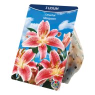 Virághagyma liliom rózsaszín-fehér, Rosa stargazer