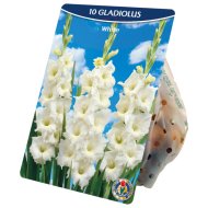 Virághagyma Kardvirág 10db/csomag fehér