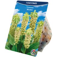 Virághagyma Üstökliliom 1db/csomag bicolor