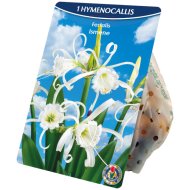 Virághagyma Pókliliom 1db/csomag fehér