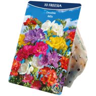 Virághagyma Teltvirágú frézia mix 10db/csomag színkeverék