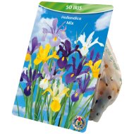 Virághagyma Írisz mix 50db/csomag színkeverék